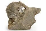 Herkimer Diamond in Matrix - The Ace of Diamonds Mine, New York #324465-1